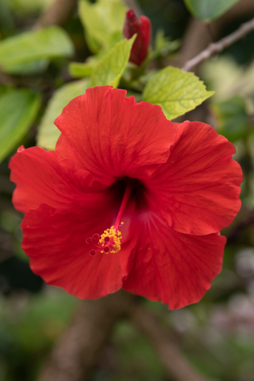 Hibiscus Red.3 4U9A3408-2